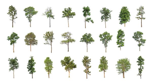 The collection of trees, Set of Isolated trees on white background - Photo, Image