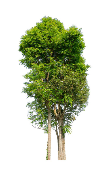 Árvores que são isoladas em um fundo branco são adequadas para impressão e páginas da web - Foto, Imagem
