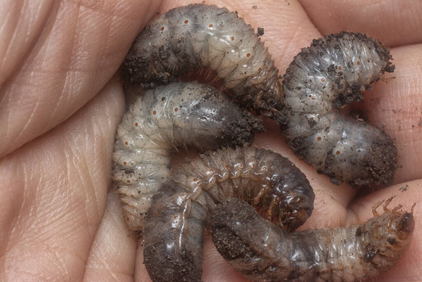 close shot of the white soil beetle larvae - Foto, Imagem