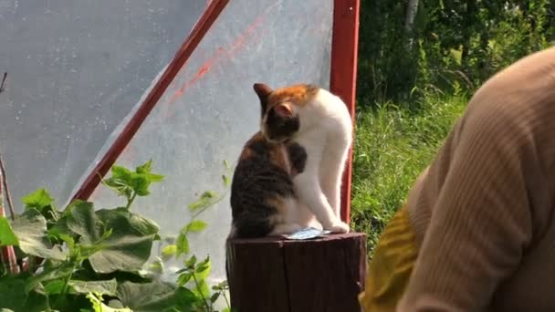 Linda mascota gato tabby lavarse en tocón de madera en la luz del sol
 - Metraje, vídeo