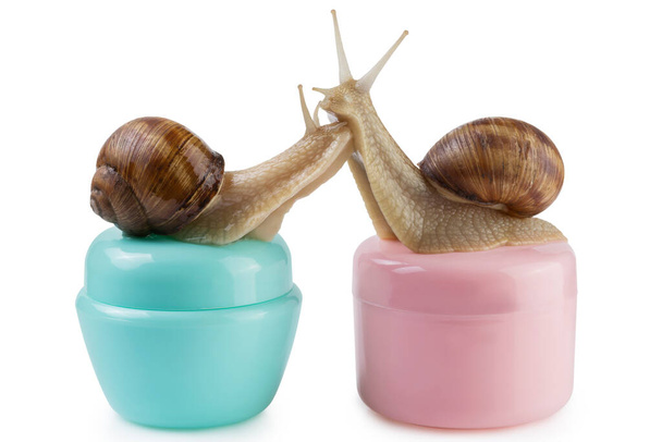 on turquoise and pink jars for cosmetic cream, two snails are sitting, stretching their necks to each other, concept, on a white background, isolate - Фото, изображение