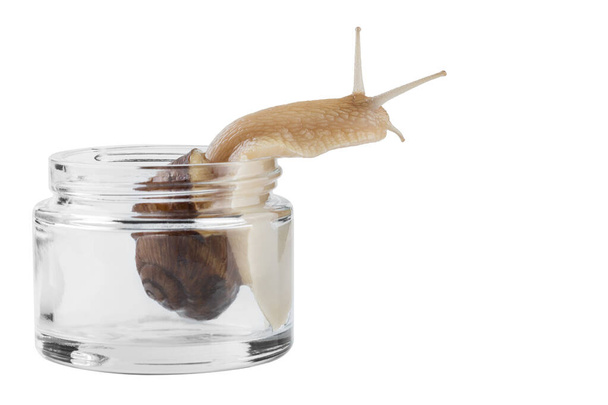 snail in an empty jar, holding its head high, natural cosmetology concept, on a white background, isolate, copy space - Valokuva, kuva