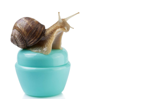 snail sitting on a turquoise container for cosmetics, the concept of cosmetics with mucin, on a white background, isolate, copy space - Foto, imagen