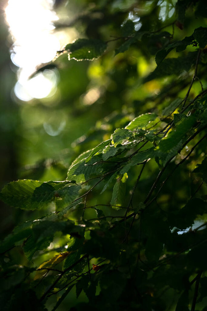 A vertical shot of green tree leaves on a blurred background - Foto, Bild