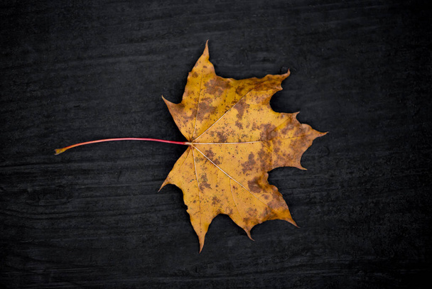 A beautiful shot of a maple tree leaf with spots on a dark wooden background. - Foto, Imagem
