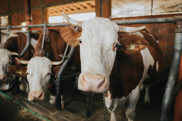 Beautiful domestic bulls with brown strains in a barn - Fotoğraf, Görsel