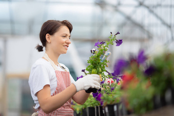 女性庭師は温室内の花のポットから雑草を取り除きます。事業所植物園 - 写真・画像