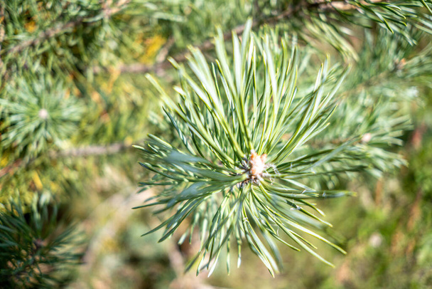 A closeup shot of a pine tree branch growing in the forest on a sunny day - Photo, Image