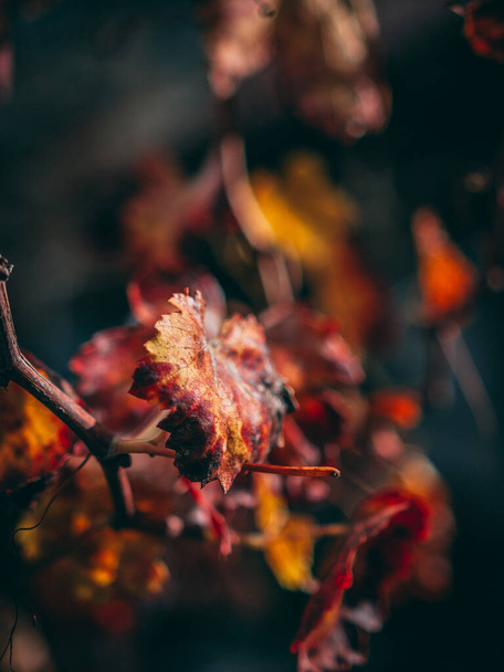 A vertical selective focus shot of dried yellow leaves in autumn - Foto, Imagem