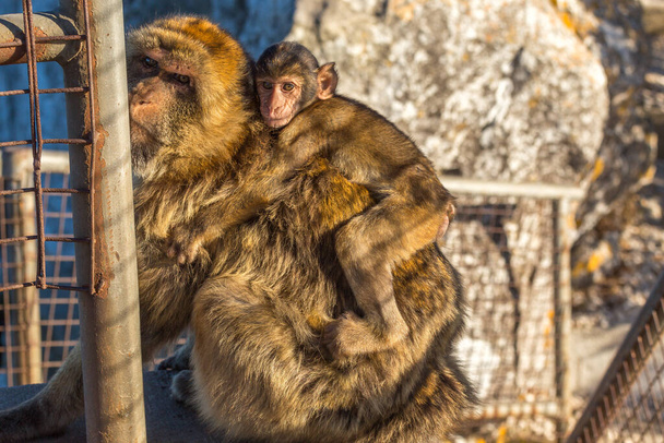 Magot monkey bearing baby at the Rock of Gibraltar - Fotoğraf, Görsel