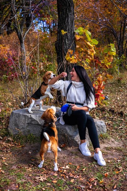 A young beautiful girl walks in the autumn forest with two active beagle dogs. - Foto, imagen