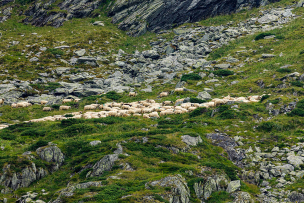 Ένα κοπάδι πρόβατα στη μετάγγιση στο Καρπάθιο της Ρωμανίας. - Φωτογραφία, εικόνα