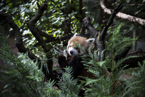 Красная панда на дереве
 - Фото, изображение