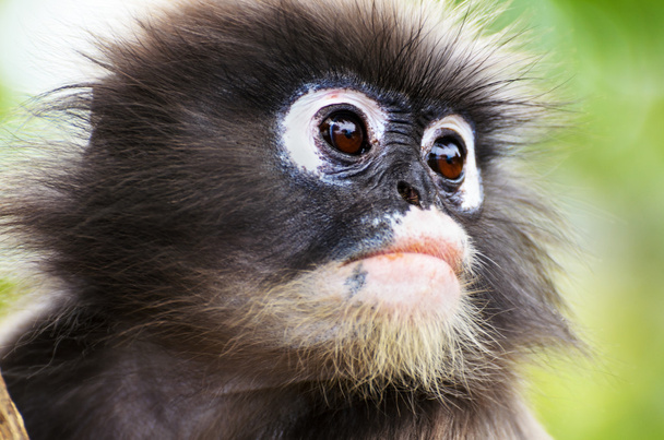 Крупним планом лицьова мавпа Дускі
 - Фото, зображення