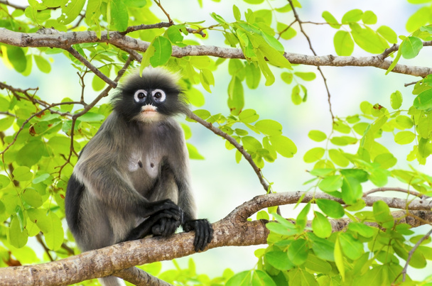 Tumma apina tai Trachypithecus obscurus puussa
 - Valokuva, kuva