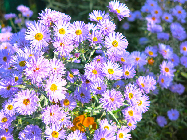 purple daisies - late autumn flowers - Photo, Image