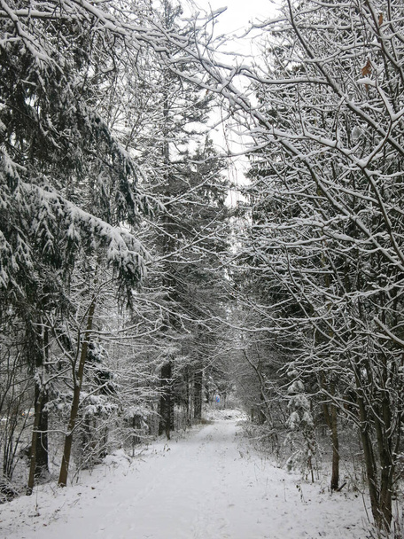 winter road through a snow-covered forest - Foto, Imagen