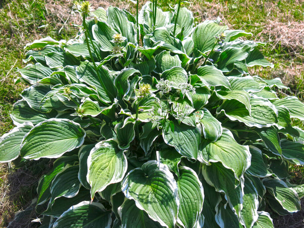 Hosta avec de belles feuilles vertes sont bordées par une extrémité blanche - Photo, image