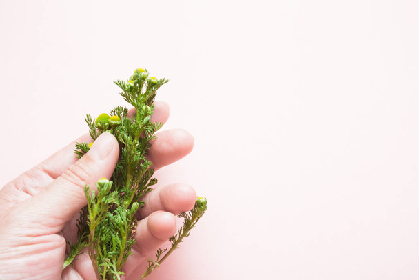 Female hand with natural manicure and a medicinal chamomile plant on a light background with a copy space. The idea of skin care for female hands and nails with natural cosmetics. Natural extract - Foto, afbeelding