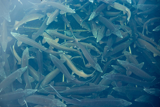 Closeup sturgeon fish farm for breeding. Koncepce akvakultury pisciculture, top view - Fotografie, Obrázek
