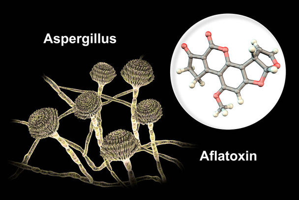 Μύκητες Aspergillus που παράγουν αφλατοξίνη B1, ένα ισχυρό καρκινογόνο, 3D εικόνα. Αυτοί οι μύκητες συχνά μολύνουν καλαμπόκι, φιστίκια, βαμβακερά άλευρα και άλλους σπόρους - Φωτογραφία, εικόνα