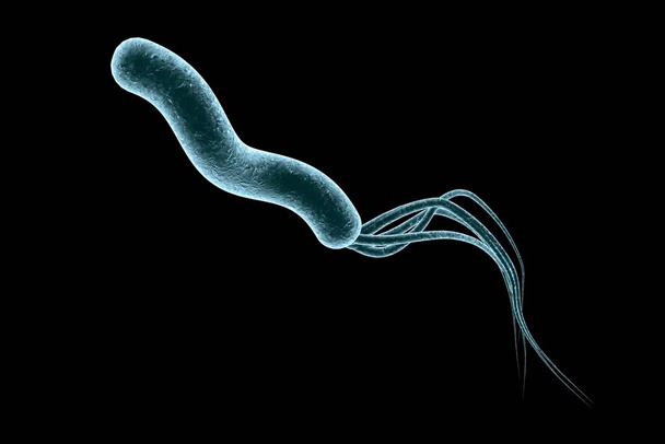 3D-kuva Helicobacter pylori, bakteeri, joka aiheuttaa maha- ja pohjukaissuolihaava - Valokuva, kuva