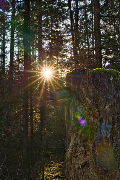 Puu sieni nimeltä Fomitiporia Robusta on sammalinen vanha kanto ilta aurinko taustalla - Valokuva, kuva