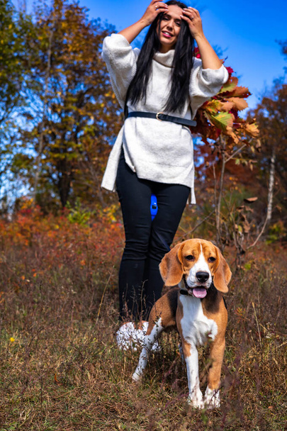 A young beautiful girl walks in the autumn forest with two active beagle dogs. - Φωτογραφία, εικόνα