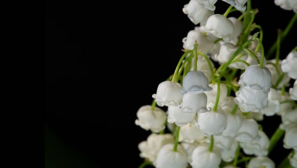 Convallaria majalis (lily of the valley), lily of the valley was used at weddings and can be very expensive. it has become a tradition in France to sell lily of the valley on International Labor Day - Φωτογραφία, εικόνα