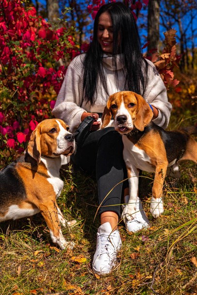 A young beautiful girl walks in the autumn forest with two active beagle dogs. - Foto, afbeelding