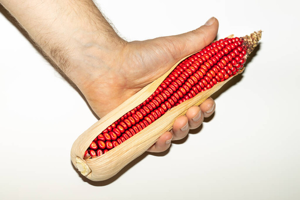 Красный початок кукурузы удерживается в руках у женщин, белый фон, концепция органического выращивания и здорового питания, - Фото, изображение
