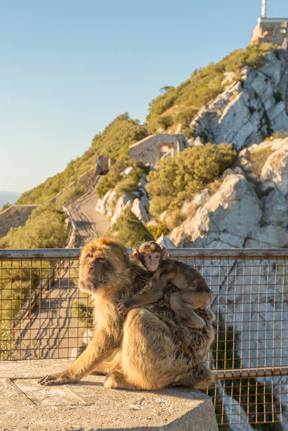 Magot monkey bearing baby at the Rock of Gibraltar - Фото, зображення