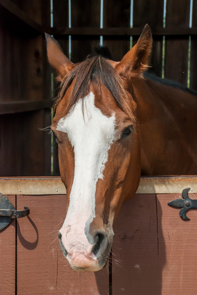 Horse in Stable Stall - Photo, Image