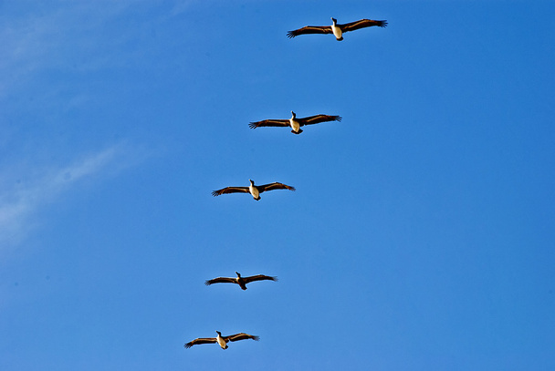 a pelikánok formáció repülés - Fotó, kép