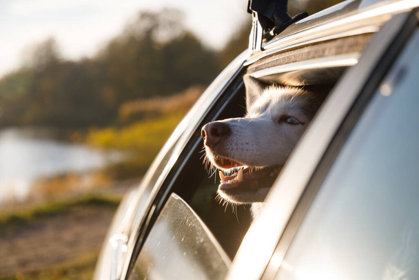 Husky pies wygląda przez okno samochodu. - Zdjęcie, obraz