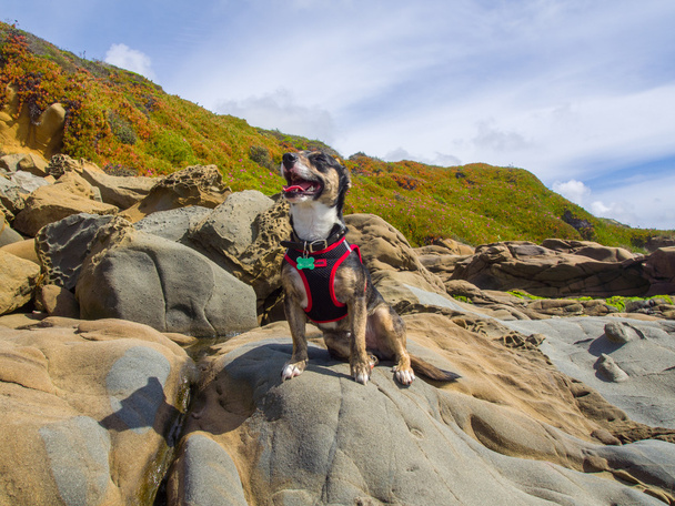 küçük köpek kayaya oturan - Fotoğraf, Görsel