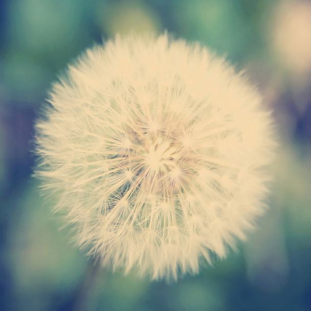 Pampeliška květin - Fotografie, Obrázek