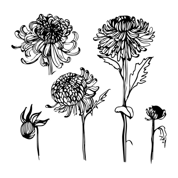 illustration, set of drawn contour chrysanthemum flowers, line art, design for cards, patterns, prints - Vetor, Imagem