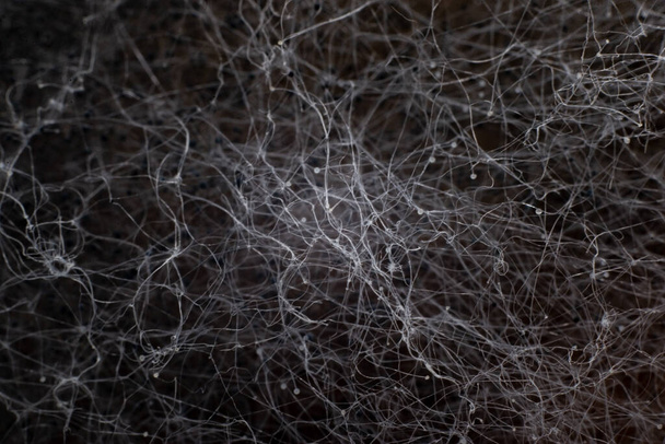 abstraction background black neural network. Filaments of black and white mold close-up - Foto, immagini