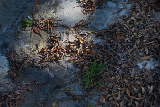 Dorato vibrante caduta foglie sul terreno di pietra in una foresta. Foresta con fogliame dorato colorato. Natura all'aperto - Foto, immagini