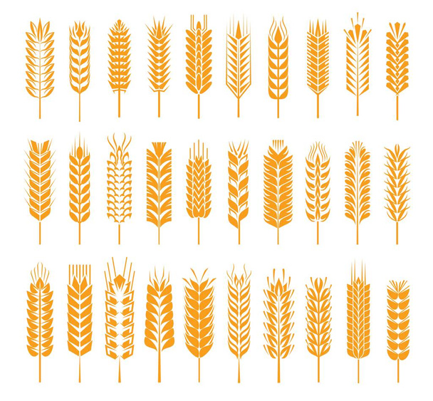 Pšenice, žito, ječmen, rýže, proso-cereální ucho nebo ikony bodce. Vektorové přírodní rostlinné žluté stonky, zrna na mouku a pečený chléb, izolované bodláky pro symbol pekařství nebo znak sklizně - Vektor, obrázek