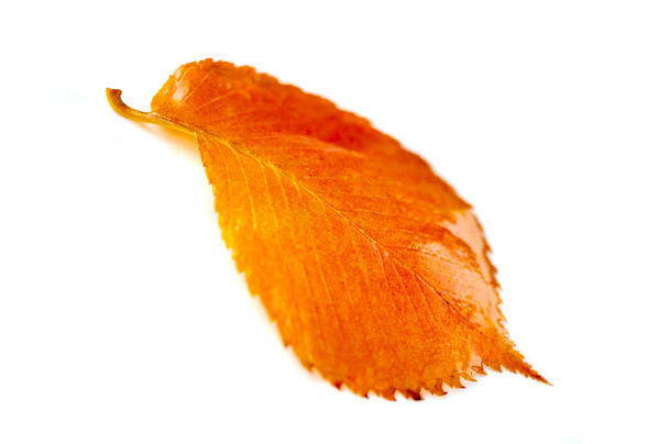 Schöne Herbstblätter einer Ulme im Vordergrund, Nahaufnahme, Kopierraum, Makrofotografie. Textur - Foto, Bild