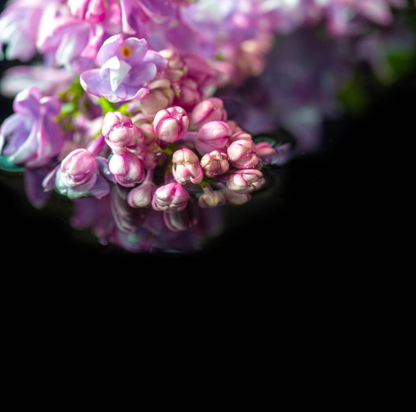 lilac flowers. Syringa vulgaris (common lilac). Oleaceae. Native to the Balkan Peninsula, where it grows on rocky hills. Spring photography - Φωτογραφία, εικόνα