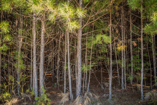 Teilaufnahme eines jungen Kiefernwaldes mit kleinen Bäumen, die zusammen mit dem im Herbst durchscheinenden Sonnenlicht stehen - Foto, Bild