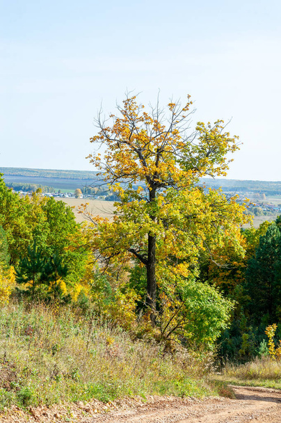 Paisaje otoñal, bosque caducifolio. Nuestra galería de fotos de otoño está llena de paisajes que muestran hermosos colores de otoño de muchas áreas - Foto, imagen
