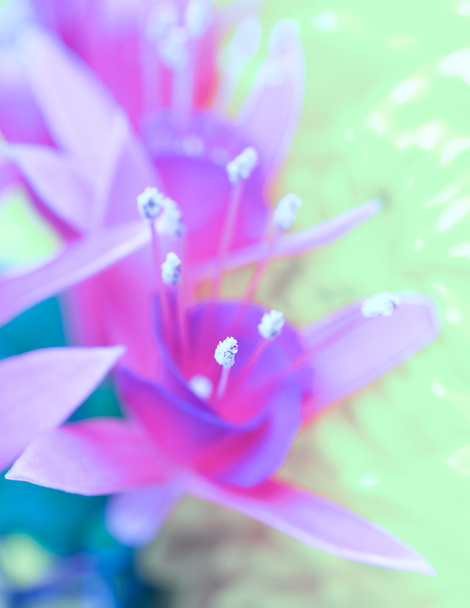 Kwiat lilii - Zdjęcie, obraz