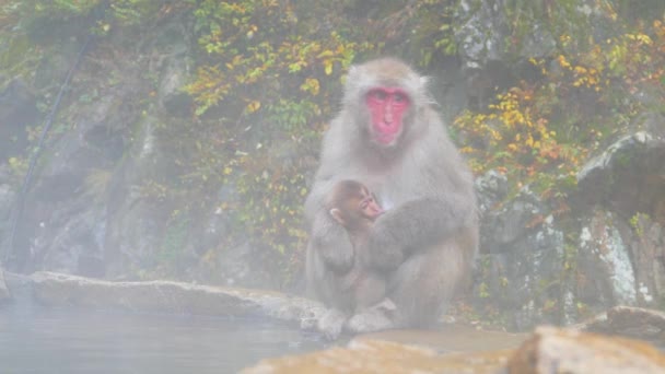 De Sneeuwapen Japanse Macaques baden in onsen warmwaterbronnen van Nagano, Japan - Video