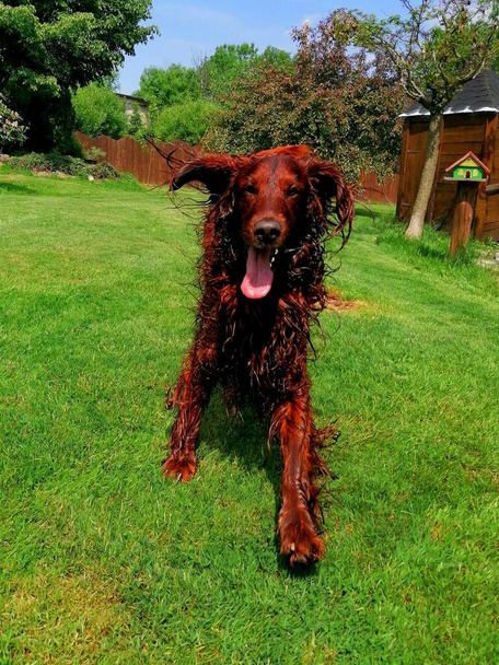 Courir chien mignon. Un Setter irlandais mouillé et baigné traverse le jardin. Il court joyeusement vers la caméra.  - Photo, image