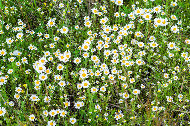 Fondo de verano floral de flores silvestres de manzanilla. Campo de flores de manzanilla de cerca. Naturaleza al aire libre. Campo de flores silvestres - Foto, Imagen