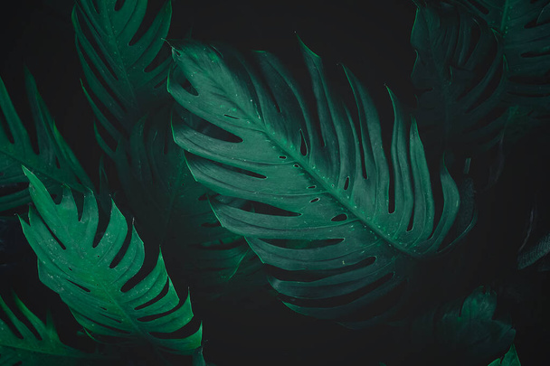 tropical leaves, abstract green leaves, nature background - Photo, Image